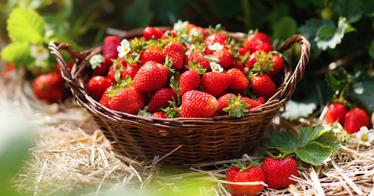 Strawberries: Source of Vitamin C and Other Nutrients - FruitSmart